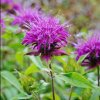 Monarda didyma  'Melua Violet'  Zavinutka 'Melua Violet'