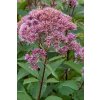 Eupatorium mac. 'Atropurpureum'  Sadec skvrnitý