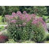 Eupatorium mac. 'Atropurpureum'  Sadec skvrnitý