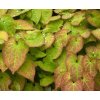 Epimedium x warleyense 'Orange Königin'  Škornice  'Orange Königin'