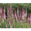 Veronicastrum virginicum 'Pink Glow'  Rozrazilovec viržinský