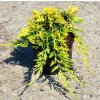 Juniperus horizontalis 'Golden Carpet'  Jalovec 'Golden Carpet'