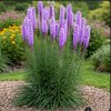 Liatris spic. 'Floristan® Violet'  Šuškarda klasnatá 'Floristan® Violet'