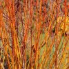 Cornus san. 'Winter Beauty'  svída krvavá