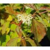 Cornus san. 'Winter Beauty'  svída krvavá