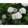 Spiraea vanhouttei  Tavolník van Houtteův