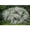 Spiraea vanhouttei  Tavolník van Houtteův