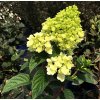 Hydrangea paniculata 'Candlelight'®  Hortenzie latnatá  'Candlelight'®