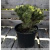 Pinus mugo 'Finitima'  Borovice kleč  'Finitima'