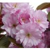 Prunus serrulata 'Kanzan'  slivoň 'Kanzan'