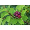 Amelanchier alnifolia 'Thiessen'  muchovník olšolistý