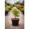 Acer palm. 'Sangokaku'  javor dlanitolistý