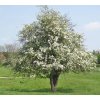Crataegus monogyna  hloh jednosemenný