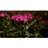 Spiraea bumalda 'Anthony Waterer'  Tavolník 'Anthony Waterer'
