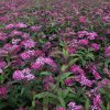 Spiraea bumalda 'Anthony Waterer'  Tavolník 'Anthony Waterer'