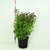Spiraea bumalda 'Anthony Waterer'  Tavolník 'Anthony Waterer'