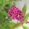 Spiraea bumalda 'Anthony Waterer'  Tavolník 'Anthony Waterer'