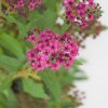 Spiraea bumalda 'Anthony Waterer'  Tavolník 'Anthony Waterer'