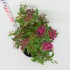 Spiraea bumalda 'Anthony Waterer'  Tavolník 'Anthony Waterer'