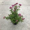 Spiraea bumalda 'Anthony Waterer'  Tavolník 'Anthony Waterer'