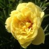 Paeonia Itoh ‘Bartzella’  pivoňka žlutá plná
