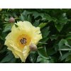 Paeonia Itoh ‘Garden Treasure’  pivoňka/křženec bylinné a dřevité/