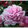 Paeonia lactiflora 'The Fawn'  Pivoňka bílorůžová plná