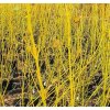 Cornus sericea 'Budd's Yellow'  svída výběžkatá ´Budd's Yellow'