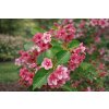 Weigela 'Boskoop Glory'  vajgelie Boskoop Glory'