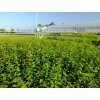 Carpinus betulus - balení po 100 ks  Habr obecný - balení po 100 ks