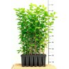Carpinus betulus - balení po 100 ks  Habr obecný - balení po 100 ks