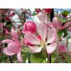 Malus 'Neville Copeman'  jabloň ok.