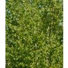 Betula utilis 'Doorenbos'  betula užitečná 'Doorenbos'