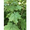 Acer campestre  Javor babyka