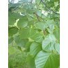 Tilia cordata  Lípa srdčitá
