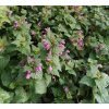 Lamium maculatum  hluchavka skvrnitá