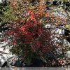 Berberis julianae  dřišťál Juliin