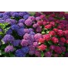 Hydrangea macrophylla-v kultivarech  Hortenzie velkolistá - v kultivarech