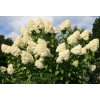 Hydrangea paniculata 'Grandiflora'  Hortenzie latnatá  'Grandiflora'