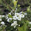 Spiraea prunifolia  Tavolník třešňolistý