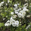 Spiraea prunifolia  Tavolník třešňolistý