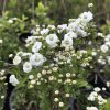 Spiraea prunifolia  Tavolník třešňolistý