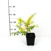 Berberis thunbergii 'Aurea'  dřišťál Thunbergův 'Aurea'