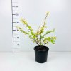 Berberis thunbergii 'Aurea'  dřišťál Thunbergův 'Aurea'