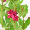 Weigela 'Red Prince'  Vajgelie  'Red Prince'
