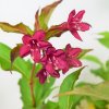 Weigela 'Red Prince'  Vajgelie  'Red Prince'