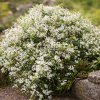 Deutzia gracilis  trojpuk něžný