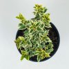 Osmanthus het. 'Variegatus'  Vonokvětka cesmínolistá