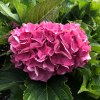 Hydrangea macr. 'MariesiiPerfecta '  hortenzie velkolistá'MariesiiPerfecta '