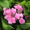 Hydrangea macr. 'Kardinal'  Hortensie velkokvětá 'Kardinal'